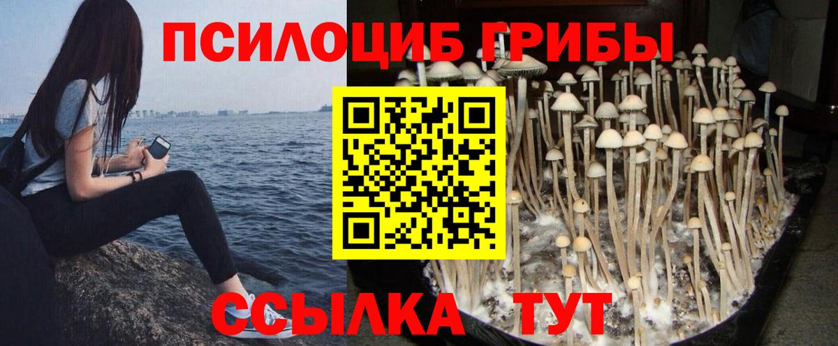 Псилоцибиновые грибы Psilocybe  Псилоцибиновые грибы GOLDEN TEACHER  где купить наркоту  Канск  Вход с VPN 